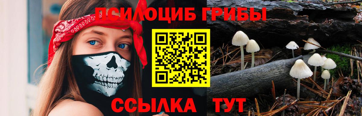 Сызрань  Галлюциногенные грибы Psilocybine cubensis  Вход с VPN 
